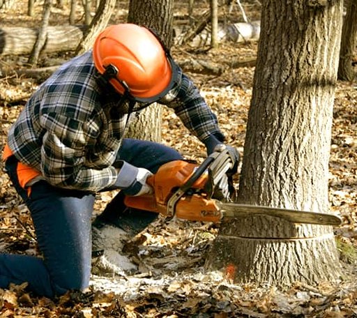 Tree Removal in Midland, AR